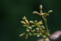 Commiphora berryi
